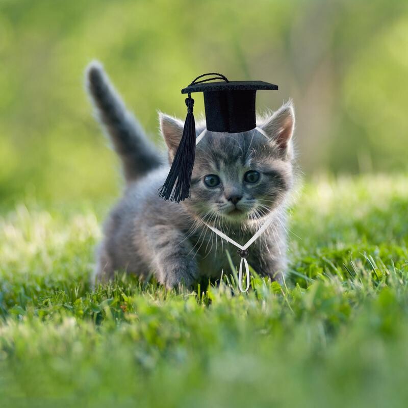 Šeširi za diplomiranje crnog psa Mali šeširi za diplomiranje psa s crnom resom Mini šešir za diplomiranje sa životinjama Šešir za momačke male životinje