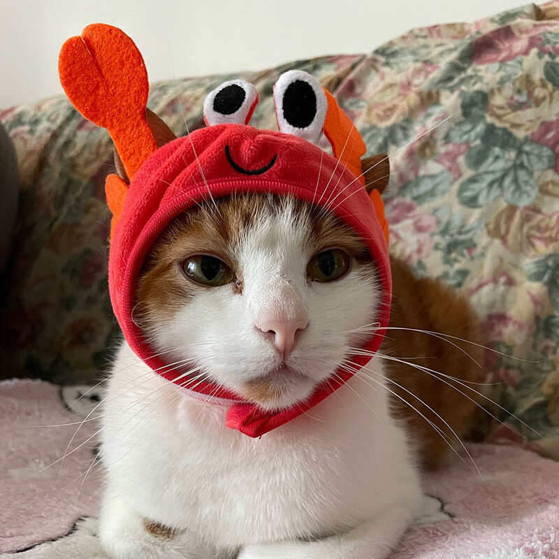 Kostim za kućne ljubimce, mačka, pas, šešir, slatka rakova žaba, šešir za male pse, šešir za noć vještica, novost, smiješno štene, kapa, uskršnje pokrivalo za glavu, dodaci za mačke