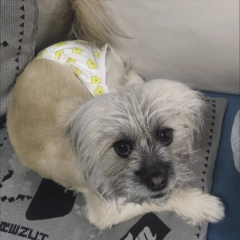 Scutece pentru animale de companie reutilizabile pentru câini de talie mică Preveniți hărțuirea Cățeluș Pantaloni fiziologici Chihuahua Lenjerie malteză