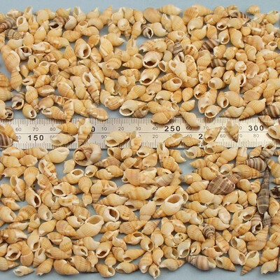 Natural Mini Conch Mediteraneeană 1 Bag Interesant Colorat Mixt Reale Mici Cochilii Acvariu Ornamente Nautice