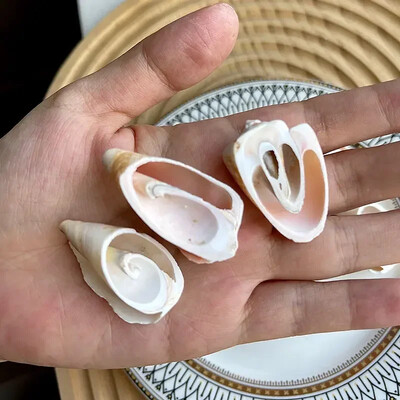 Natural Mini Conch Mediteraneeană 1 Bag Interesant Colorat Mixt Reale Mici Cochilii Acvariu Ornamente Nautice