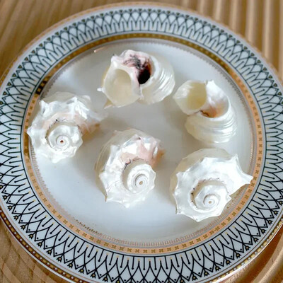 Natural Mini Conch Mediteraneeană 1 Bag Interesant Colorat Mixt Reale Mici Cochilii Acvariu Ornamente Nautice