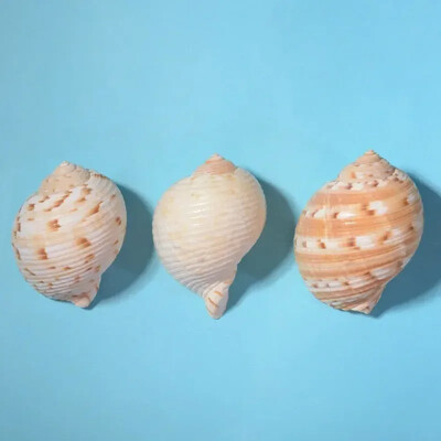 Natural Mini Conch Mediteraneeană 1 Bag Interesant Colorat Mixt Reale Mici Cochilii Acvariu Ornamente Nautice