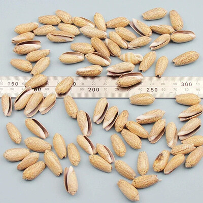 Natural Mini Conch Mediteraneeană 1 Bag Interesant Colorat Mixt Reale Mici Cochilii Acvariu Ornamente Nautice