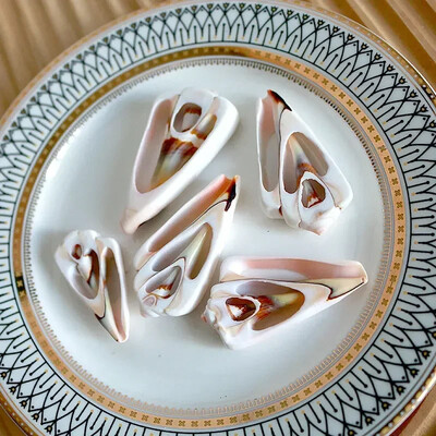 Natural Mini Conch Mediteraneeană 1 Bag Interesant Colorat Mixt Reale Mici Cochilii Acvariu Ornamente Nautice