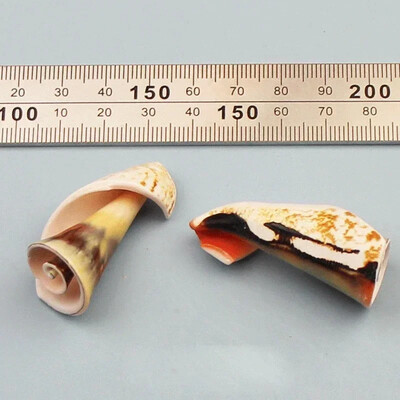 Natural Mini Conch Mediteraneeană 1 Bag Interesant Colorat Mixt Reale Mici Cochilii Acvariu Ornamente Nautice