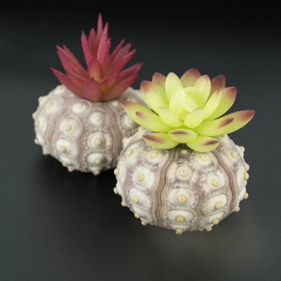 Natural Mini Conch Mediteraneeană 1 Bag Interesant Colorat Mixt Reale Mici Cochilii Acvariu Ornamente Nautice