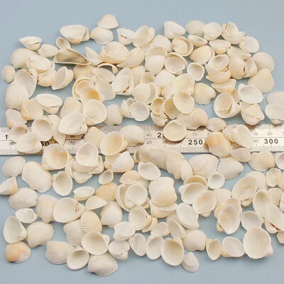 Natural Mini Conch Mediteraneeană 1 Bag Interesant Colorat Mixt Reale Mici Cochilii Acvariu Ornamente Nautice