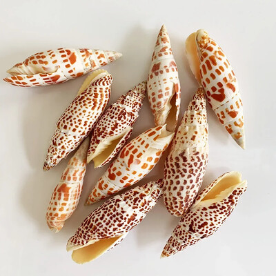 Natural Mini Conch Mediteraneeană 1 Bag Interesant Colorat Mixt Reale Mici Cochilii Acvariu Ornamente Nautice