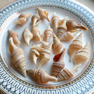 Natural Mini Conch Mediteraneeană 1 Bag Interesant Colorat Mixt Reale Mici Cochilii Acvariu Ornamente Nautice