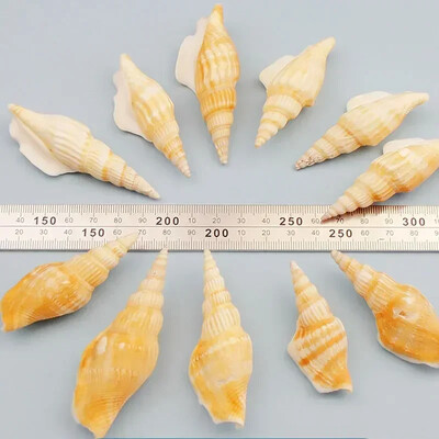 Natural Mini Conch Mediteraneeană 1 Bag Interesant Colorat Mixt Reale Mici Cochilii Acvariu Ornamente Nautice