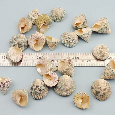 Natural Mini Conch Mediteraneeană 1 Bag Interesant Colorat Mixt Reale Mici Cochilii Acvariu Ornamente Nautice
