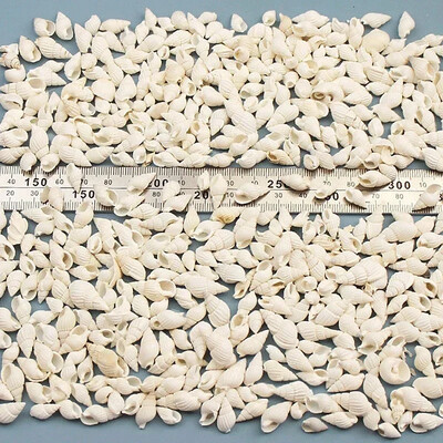 Natural Mini Conch Mediteraneeană 1 Bag Interesant Colorat Mixt Reale Mici Cochilii Acvariu Ornamente Nautice