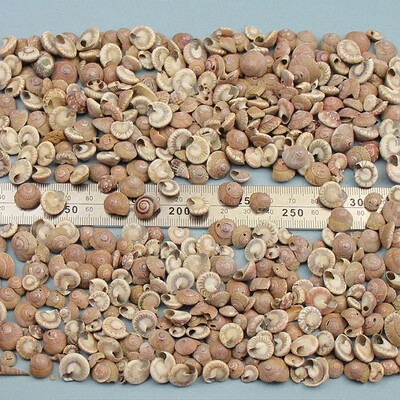 Natural Mini Conch Mediteraneeană 1 Bag Interesant Colorat Mixt Reale Mici Cochilii Acvariu Ornamente Nautice