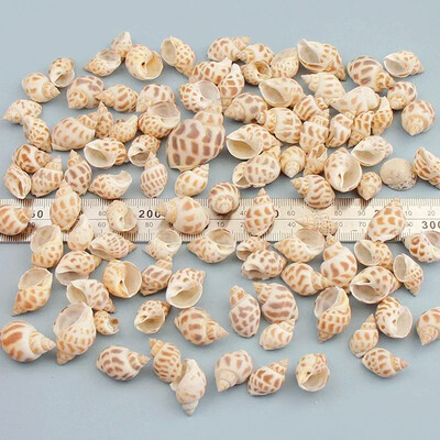 Natural Mini Conch Mediteraneeană 1 Bag Interesant Colorat Mixt Reale Mici Cochilii Acvariu Ornamente Nautice