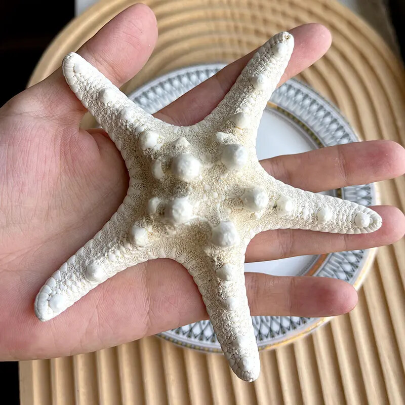 Natural Mini Conch Mediteraneeană 1 Bag Interesant Colorat Mixt Reale Mici Cochilii Acvariu Ornamente Nautice