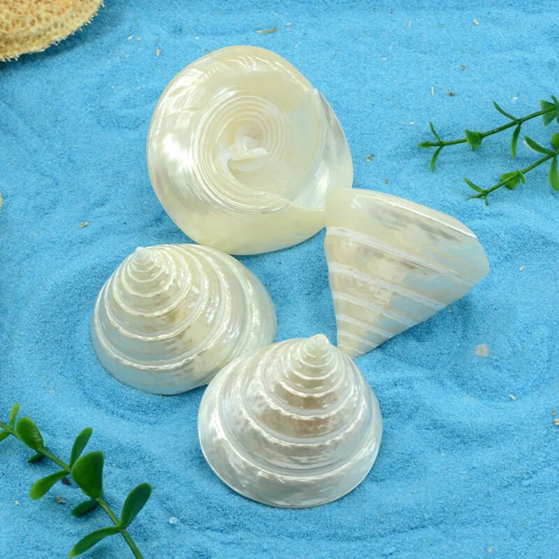 Natural Mini Conch Mediteraneeană 1 Bag Interesant Colorat Mixt Reale Mici Cochilii Acvariu Ornamente Nautice