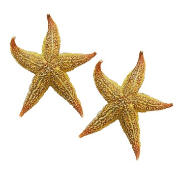 2 τεμ. Αποξηραμένο Starfish Sea Star Beach Craft Wedding Party Διακόσμηση σπιτιού