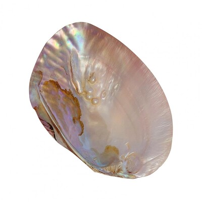 Suport de depozitare Natural Reutilizabil Artă Decorativă Artizanat Shell Container de depozitare Tavă organizatoare pentru birou