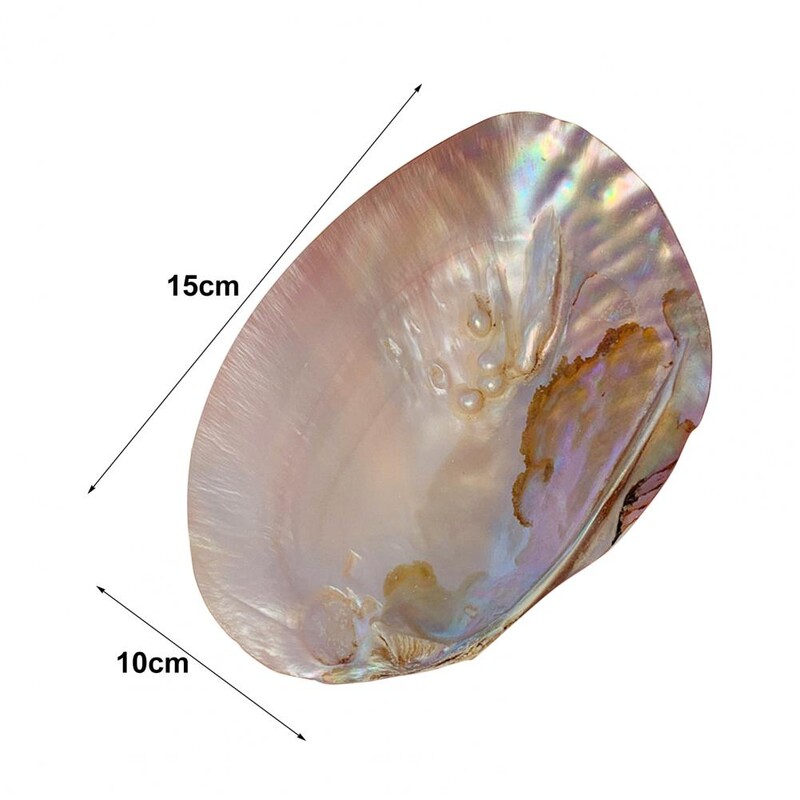 Suport de depozitare Natural Reutilizabil Artă Decorativă Artizanat Shell Container de depozitare Tavă organizatoare pentru birou