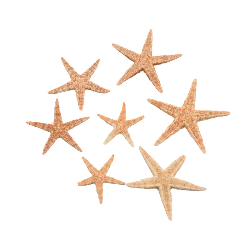 20/50/100 бр. Естествена декорация на кутия с морска звезда Аквариум Пейзажни материали Направи си сам Плажни занаяти Декорации за дома