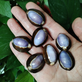 10 τμχ Μωβ Κορυφή Κοχύλια Cowrie Natural Purple Caput Κρεμαστό κόσμημα βούκινο κοσμήματα Παραλία DIY Διακόσμηση σπιτιού Δεξαμενή ψαριών