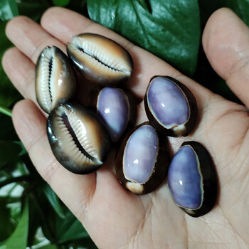 10 τμχ Μωβ Κορυφή Κοχύλια Cowrie Natural Purple Caput Κρεμαστό κόσμημα βούκινο κοσμήματα Παραλία DIY Διακόσμηση σπιτιού Δεξαμενή ψαριών