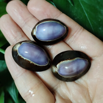 10 τμχ Μωβ Κορυφή Κοχύλια Cowrie Natural Purple Caput Κρεμαστό κόσμημα βούκινο κοσμήματα Παραλία DIY Διακόσμηση σπιτιού Δεξαμενή ψαριών