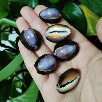 10 τμχ Μωβ Κορυφή Κοχύλια Cowrie Natural Purple Caput Κρεμαστό κόσμημα βούκινο κοσμήματα Παραλία DIY Διακόσμηση σπιτιού Δεξαμενή ψαριών