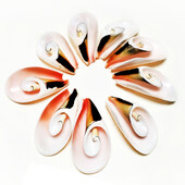 10 бр. Естествени спираловидни черупки Мъниста Плажни черупки Висулки Занаяти Резени за изработка на бижута направи си сам Морски стил Fish Tank