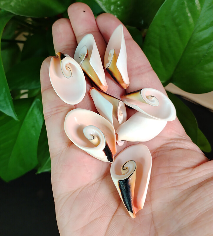 10 бр. Естествени спираловидни черупки Мъниста Плажни черупки Висулки Занаяти Резени за изработка на бижута направи си сам Морски стил Fish Tank