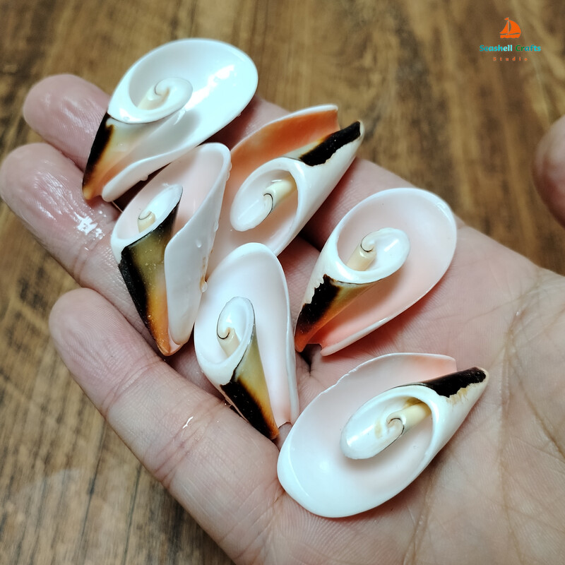 10 бр. Естествени спираловидни черупки Мъниста Плажни черупки Висулки Занаяти Резени за изработка на бижута направи си сам Морски стил Fish Tank