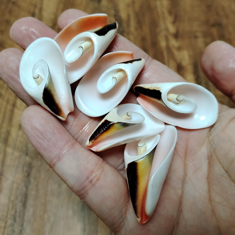 10 бр. Естествени спираловидни черупки Мъниста Плажни черупки Висулки Занаяти Резени за изработка на бижута направи си сам Морски стил Fish Tank