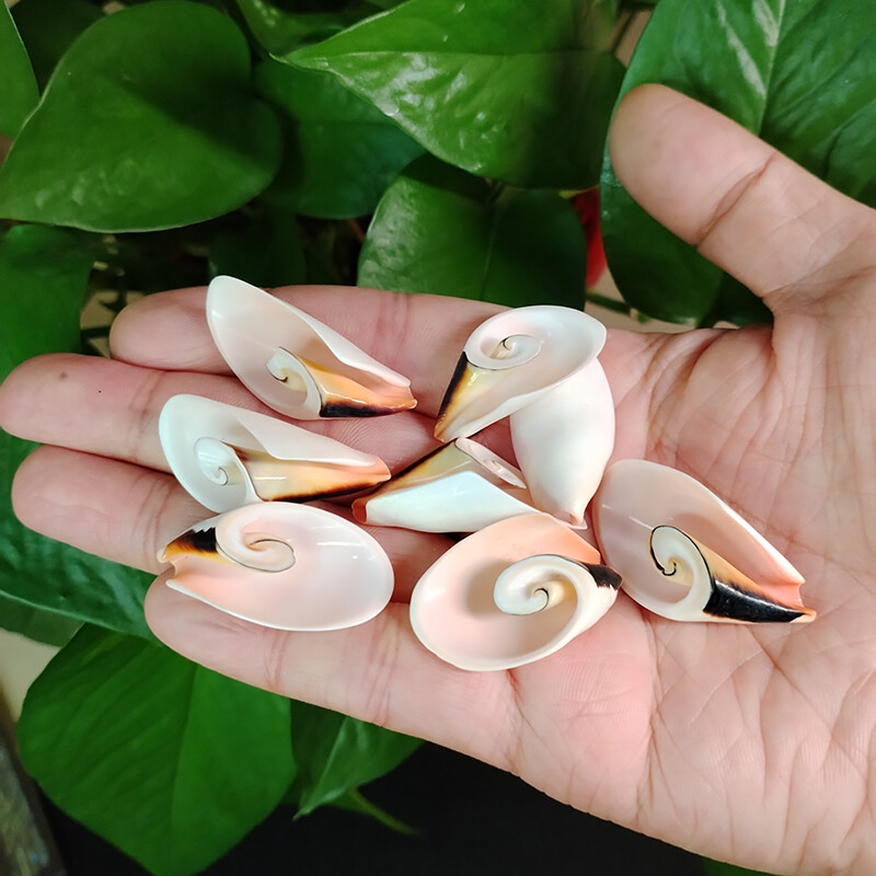 10 бр. Естествени спираловидни черупки Мъниста Плажни черупки Висулки Занаяти Резени за изработка на бижута направи си сам Морски стил Fish Tank