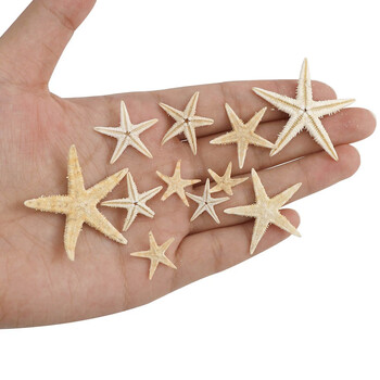 20/50/100pcs Φυσικός αστερίας Seashell Beach Craft Natural Sea Stars DIY Διακοσμήσεις γάμου παραλίας Craft Διακοσμήσεις σπιτιού