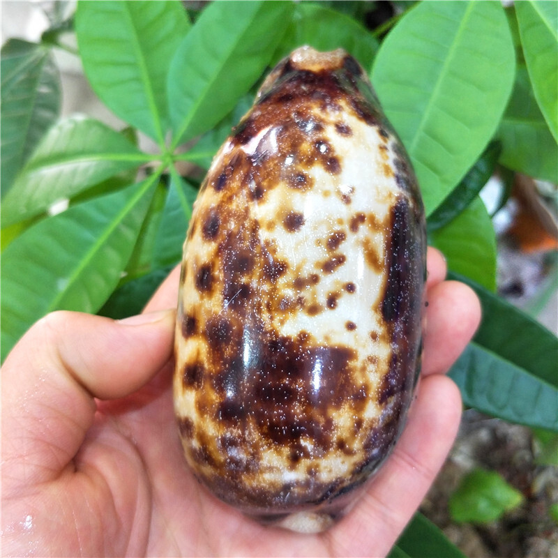 Natūrali kriauklė ir kiautas namų akvariumui, „pasidaryk pats“ mados kolekcionieriams, „Cong Cloud Cowrie“