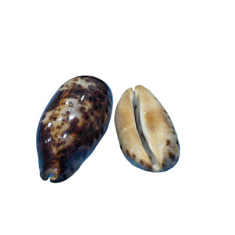 Natūrali kriauklė ir kiautas namų akvariumui, „pasidaryk pats“ mados kolekcionieriams, „Cong Cloud Cowrie“