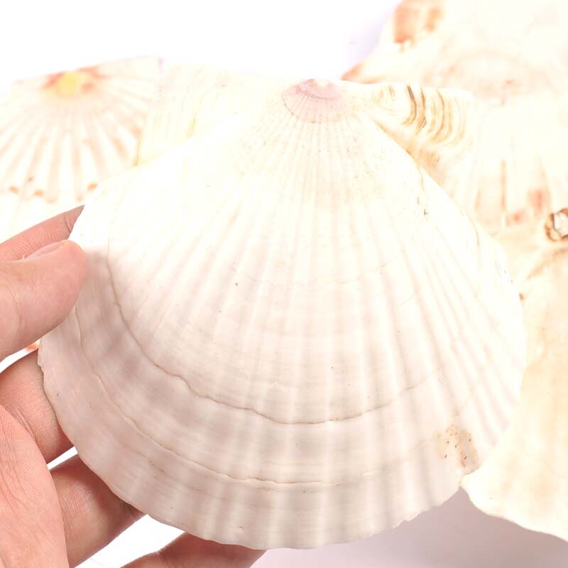 1 vnt. didelio dydžio 11 cm jūros kriauklės Natūralios šukutės Jūros kriauklės Paplūdimio vestuvių dekoracijos Namų dekoras Vandenyno papuošalai „pasidaryk pats“ amatai