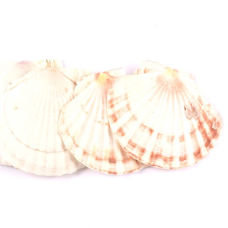 1 vnt. didelio dydžio 11 cm jūros kriauklės Natūralios šukutės Jūros kriauklės Paplūdimio vestuvių dekoracijos Namų dekoras Vandenyno papuošalai „pasidaryk pats“ amatai