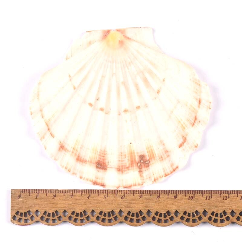 1 vnt. didelio dydžio 11 cm jūros kriauklės Natūralios šukutės Jūros kriauklės Paplūdimio vestuvių dekoracijos Namų dekoras Vandenyno papuošalai „pasidaryk pats“ amatai