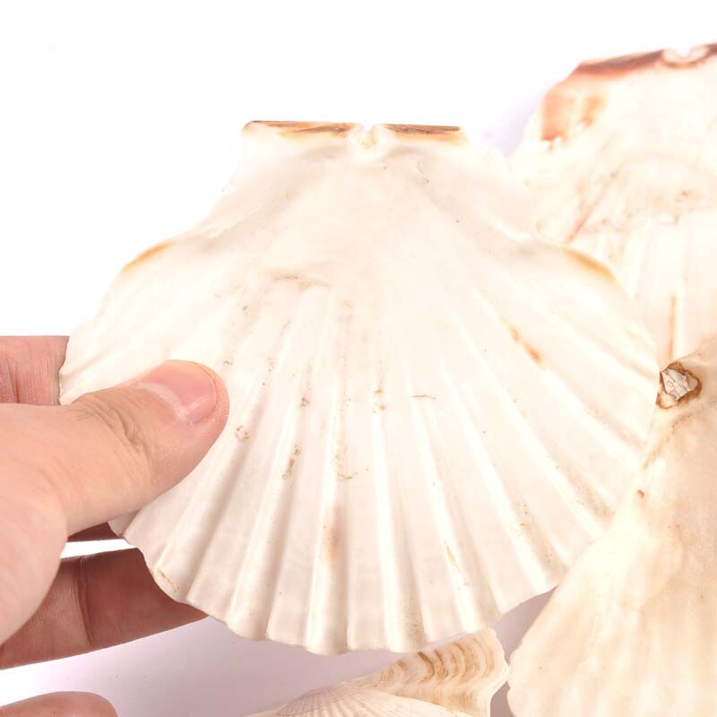 1 vnt. didelio dydžio 11 cm jūros kriauklės Natūralios šukutės Jūros kriauklės Paplūdimio vestuvių dekoracijos Namų dekoras Vandenyno papuošalai „pasidaryk pats“ amatai