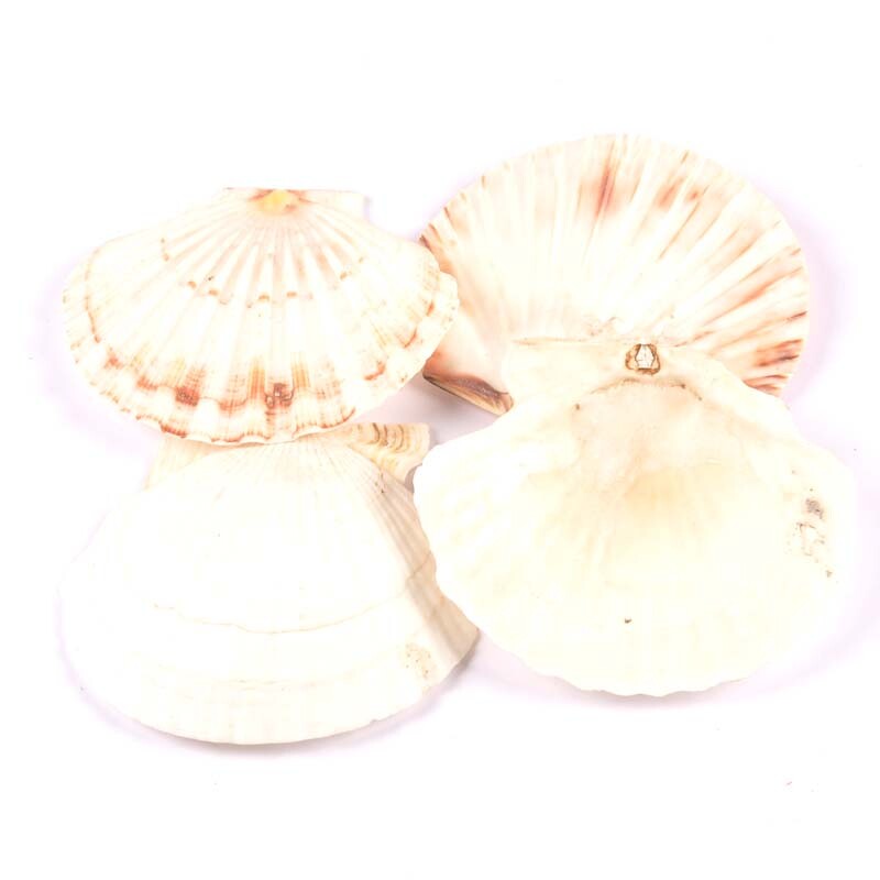 1 vnt. didelio dydžio 11 cm jūros kriauklės Natūralios šukutės Jūros kriauklės Paplūdimio vestuvių dekoracijos Namų dekoras Vandenyno papuošalai „pasidaryk pats“ amatai