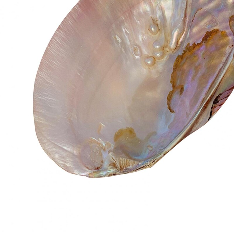 Daugiafunkcinis saugojimo dėklas šaudymo rekvizitai kriauklių laikymo konteineris papuošalų laikymo dėžutės vestuvių gimtadienio kūdikio dušo dovanų dėžutė