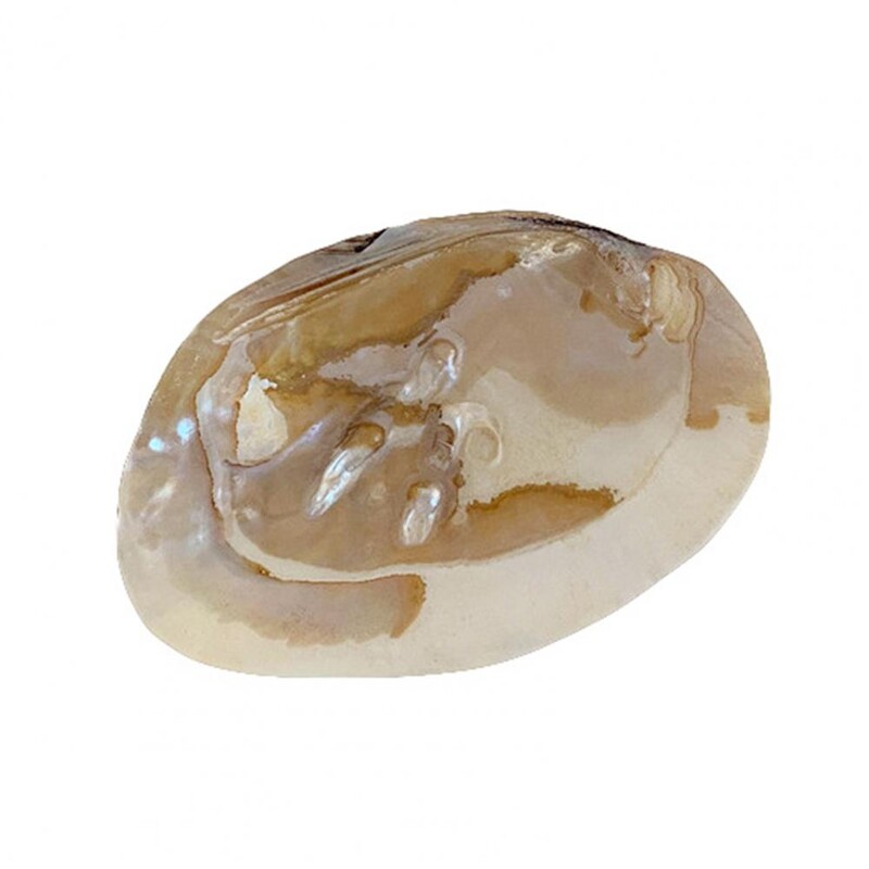 Daugiafunkcinis saugojimo dėklas šaudymo rekvizitai kriauklių laikymo konteineris papuošalų laikymo dėžutės vestuvių gimtadienio kūdikio dušo dovanų dėžutė