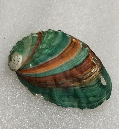 1 vnt natūralaus abalo kriauklės kriauklė kriauklės akvatorė Kraštovaizdžio medžiaga Tapyba kambario dekoravimui fotografijos rekvizitai 5–6 cm