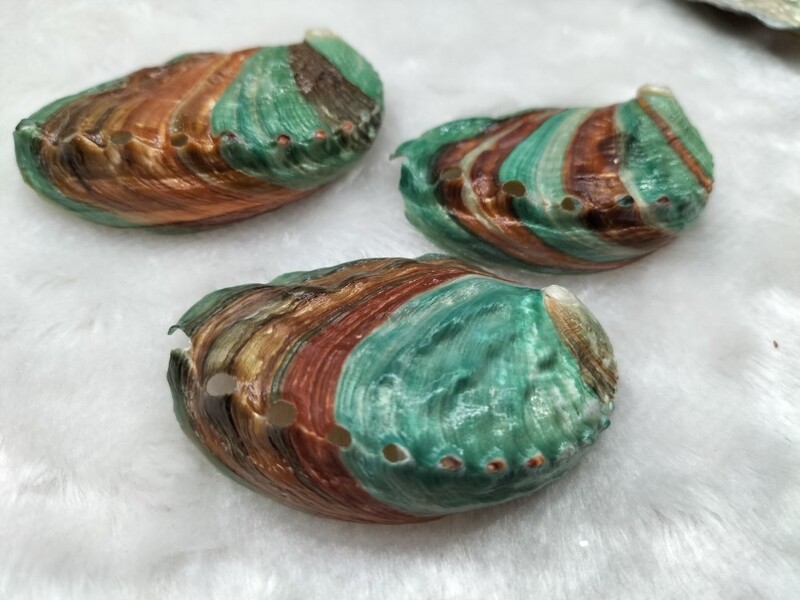 1 vnt natūralaus abalo kriauklės kriauklė kriauklės akvatorė Kraštovaizdžio medžiaga Tapyba kambario dekoravimui fotografijos rekvizitai 5–6 cm