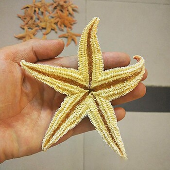 2τμχ 10-16cm Αποξηραμένος αστερίας Sea Star Beach Craft Αέρας με φυσικό κοχύλι αυτοκόλλητο τοίχου βούκινο πάτωμα Διακόσμηση σπιτιού