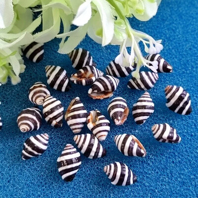 1–1,5 cm Mažas Įvairus kriauklė Atsiskyrėlis Krabo lukšto pakeitimas Namų dekoravimo medžiaga Jūros kriauklės akvariumas žuvų rezervuaro kraštovaizdis