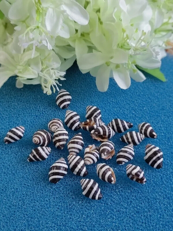 1–1,5 cm Mažas Įvairus kriauklė Atsiskyrėlis Krabo lukšto pakeitimas Namų dekoravimo medžiaga Jūros kriauklės akvariumas žuvų rezervuaro kraštovaizdis