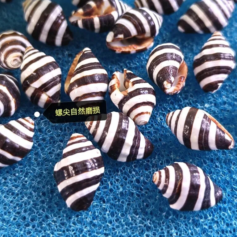 1–1,5 cm Mažas Įvairus kriauklė Atsiskyrėlis Krabo lukšto pakeitimas Namų dekoravimo medžiaga Jūros kriauklės akvariumas žuvų rezervuaro kraštovaizdis